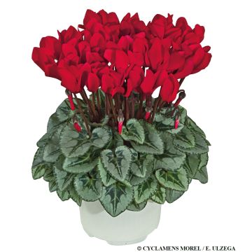 Cyclamen Silver Foliage Red in Bud & Bloom