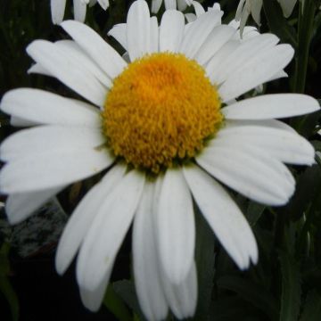 Leucanthemum Silver Princess