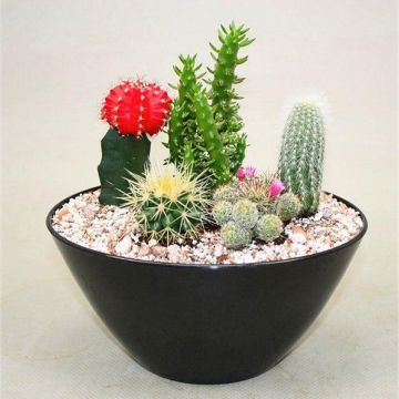 Cacti - Contemporary Cactus Garden Arrangement - Perfect Gift - Ideal for Coffee Table or Windowsill