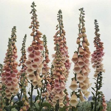 Digitalis purpurea 'Suttons Apricot'  - Foxgloves