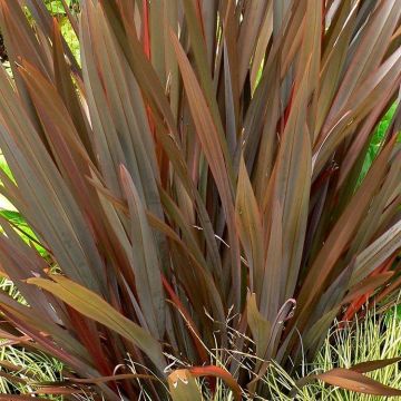 Phormium Amazing Red - New Zealand Flax