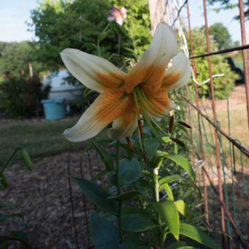 Lilium Lady Alice - Pack of Two