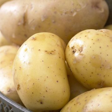 Nadine - 2nd Early Seed Potatoes - Pack of 10