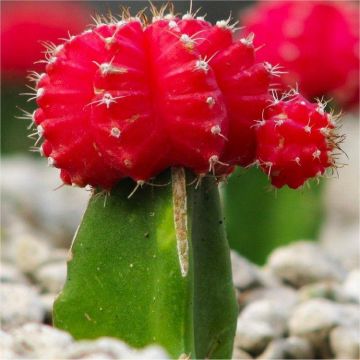 Red Moon Cactus