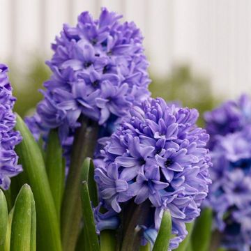 Blue Hyacinth in Bud