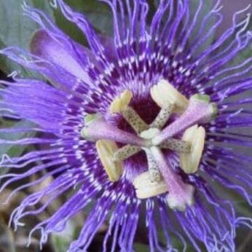 Passion Flower Incense (Imperatrice de Eugenie) - Passiflora