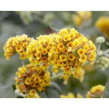 Buddleja x weyeriana 'Sungold' - Golden Yellow Flowered Butterfly Bush (Buddleia)