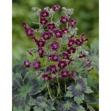 Geranium phaeum Samobor - Dusky Cranesbill