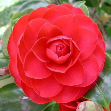 Camelia Eugenia De Montijo