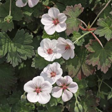 Geranium x citriodorus 'Coombland White'