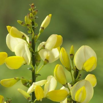 Cytisus Luna - Broom