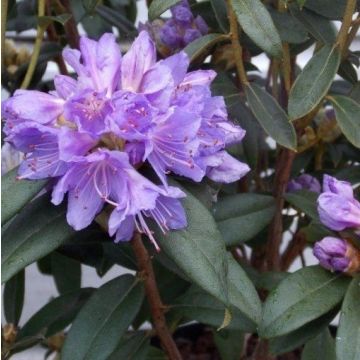 Dwarf Rhododendron Blue Tit