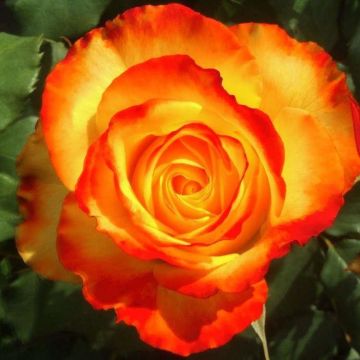 Rose 'Tequila Sunrise'