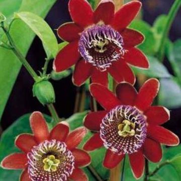 Passion Flower Collection - 5 Different Passiflora