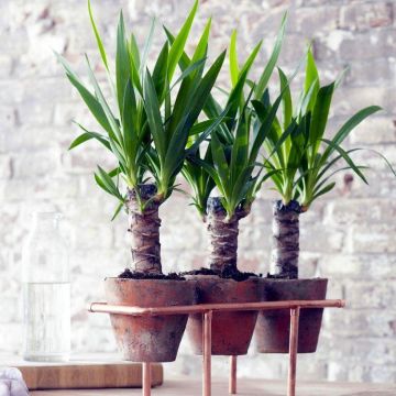 Set of THREE indoor Yucca Trees