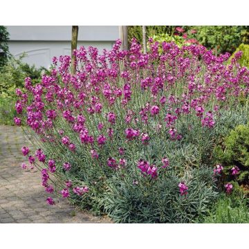 Erysimum Bowles Mauve - Perennial Wallflower