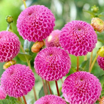 Dahlia Franz Kafka