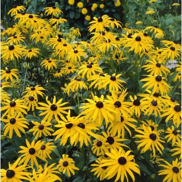 Rudbeckia fulgida ''Goldsturm'' - Golden Cone Flower - Black Eyed Susan - Pack of FIVE