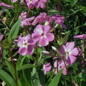 Phlomis tuberosa Bronze Flamingo