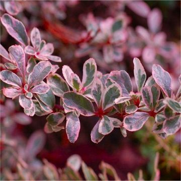 Pyracantha Sparkler - Variegated Evergreen Pyracantha - Pack of THREE Plants