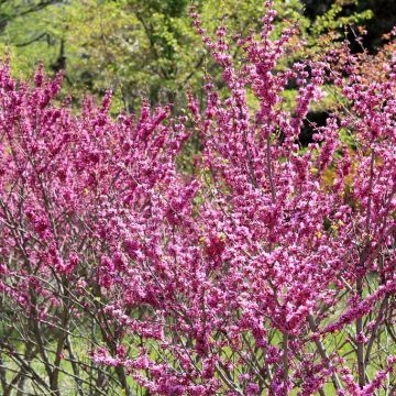 Cercis chinensis - Chinese Redbud