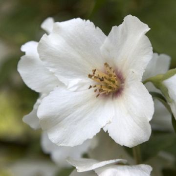 Philadelphus Belle Etoile - Mock Orange