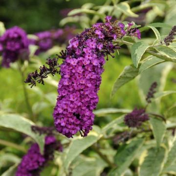 Buddleja Harlequin - Variegated Buddleia Butterfly Bush - LARGE