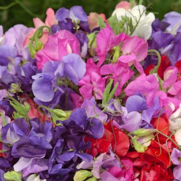 50 x Fragrant Sweet Pea Plants - King Size Coronation Blend