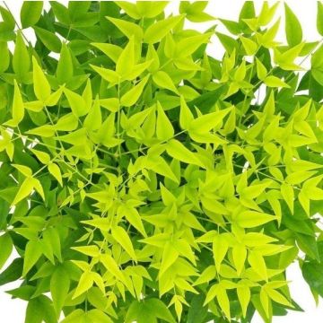 Nandina domestica Lemon-Lime - Brightly Coloured Heavenly Bamboo