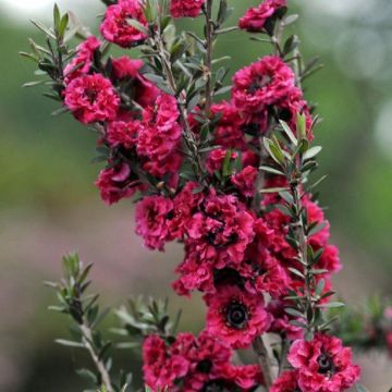 Leptospermum Crimson Glory - Patio Tree