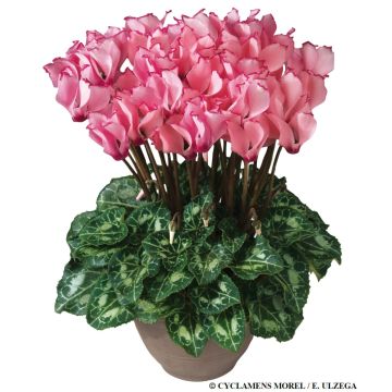 Cyclamen Victoria Salmon & Rose