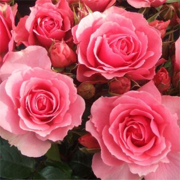 Rose You're Beautiful - Floribunda Bush Rose