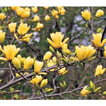 Magnolia denudata Yellow River