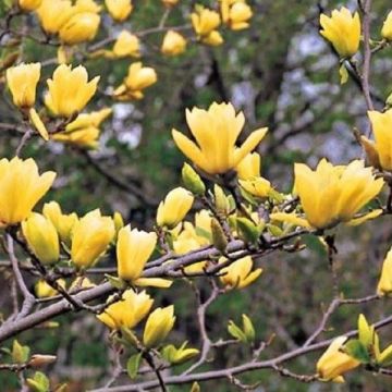LARGE 100-120cms - Magnolia (Denudata Yellow River - 'Fei Huang') - Tulip TREE