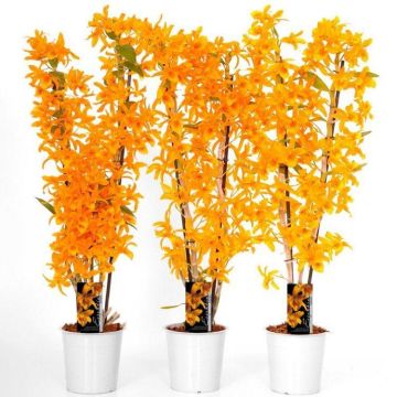 Dendrobium Nobilis FIREBIRD Towering Nobile Orchid - Premium Quality in White Pot