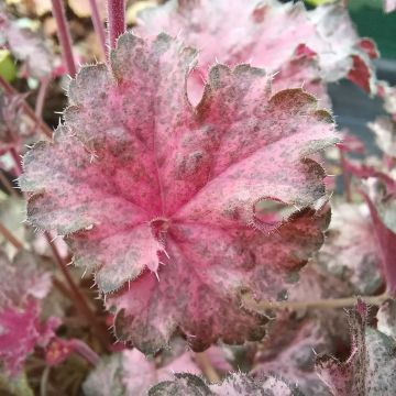 Heuchera 'Pinky Panky'