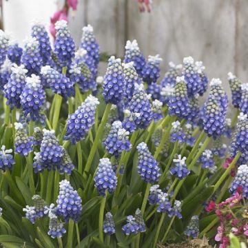 Muscari Touch of Snow - Grape Hyacinths - Pack of 10 Bulbs