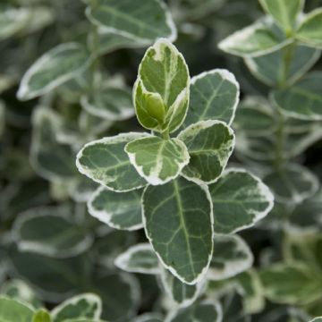 Euonymus fortunei Emerald Gaiety - Young Plant