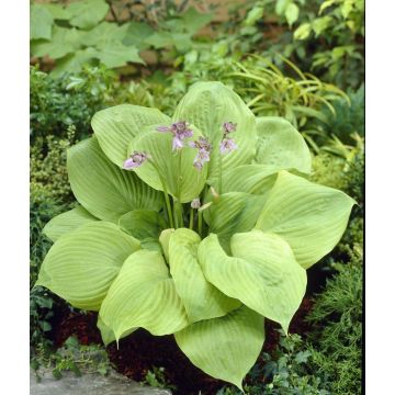 Hosta 'Sum and Substance'