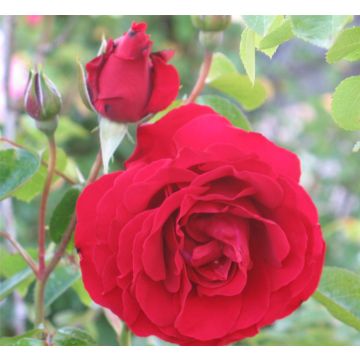 Rose 'Dublin Bay' - Climbing Rose