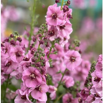 Verbascum 'Lavender Lass'
