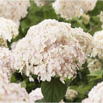 Hydrangea arborescens Candybelle Marshmallow