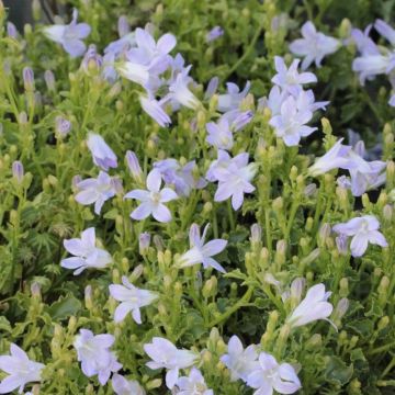 Campanula portenschlagiana 'Lieselotte' - In Bud & Bloom