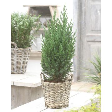 Juniperus chinensis Stricta' - Dwarf Slow Growing Conifer