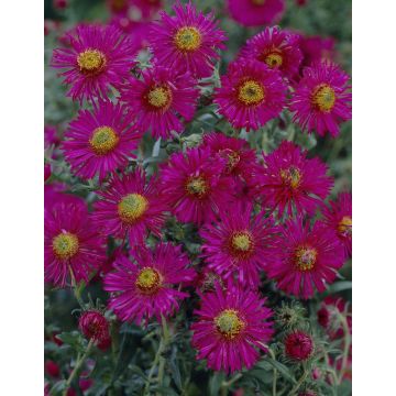 Aster 'Andenken an Alma Potsche - Michaelmas Daisy