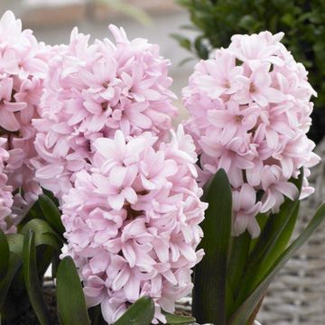 Pink Hyacinth Trio in Bud and Bloom 