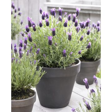 French Lavender - Lavender stoechas Anouk - Midnight Purple Lavendula - Pack of FIVE Plants