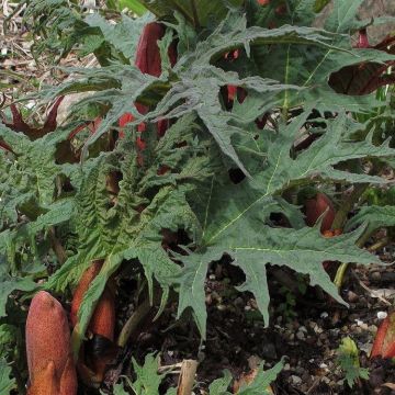 Rheum palmatum tanguticum Select Red - Ornamental Rhubarb