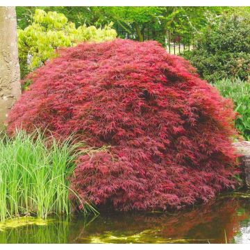 Acer palmatum Atrolineare