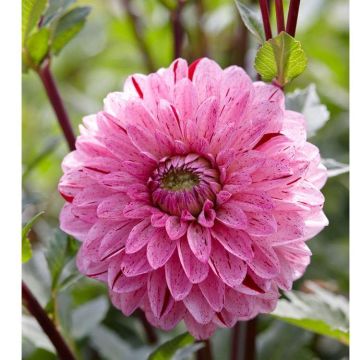 Dahlia Candy Club - Pack of THREE - PREMIUM Selection